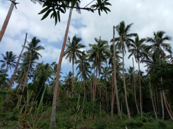 Wild palm trees for coconut products